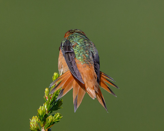 Allen's Hummingbird