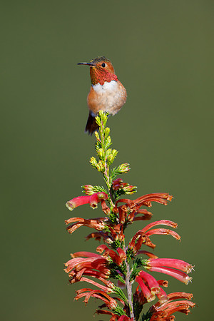 Allen's Hummingbird