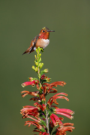 Allen's Hummingbird