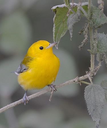 Prothonotary Warbler