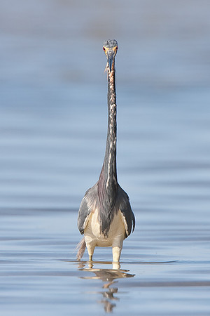 Tricolored Heron