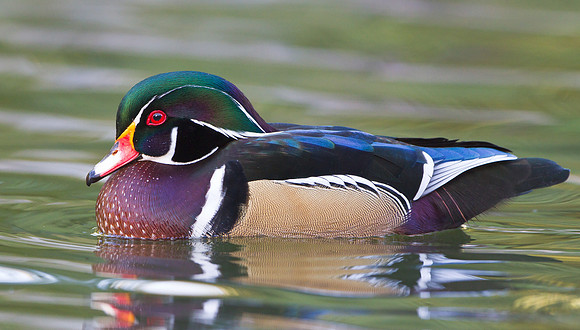 Wood Duck, male