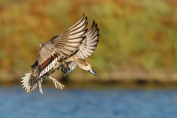 Northern Pintail, female in flight, landing