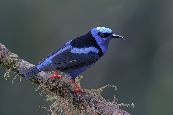 Red-legged Honeycreeper