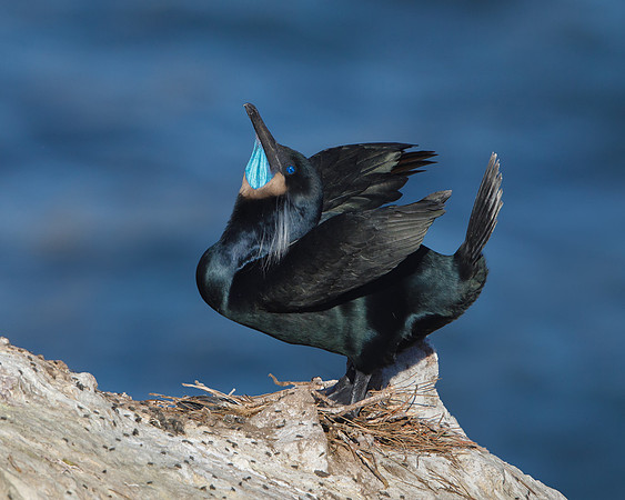Brandt's Cormorant, courtship display