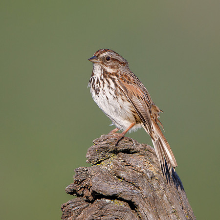 Song Sparrow