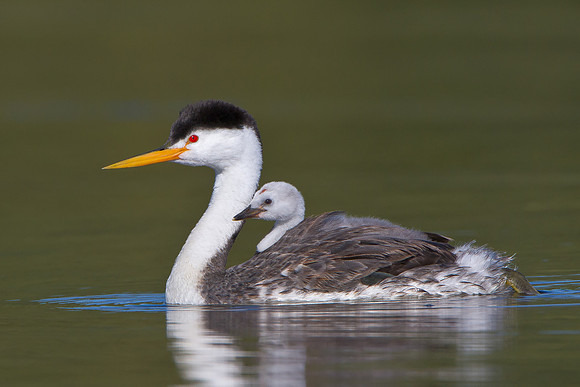 Clark's Grebe with chick riding atop parent