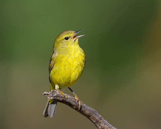Orange-crowned Warbler