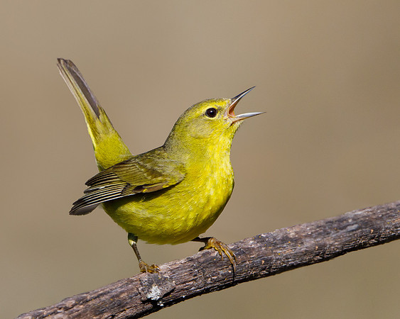Orange-crowned Warbler