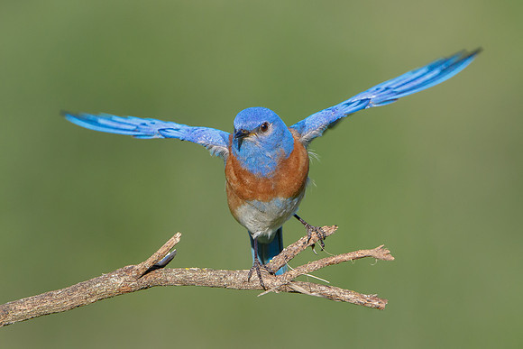 Western Bluebird
