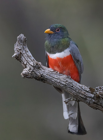 Elegant Trogon