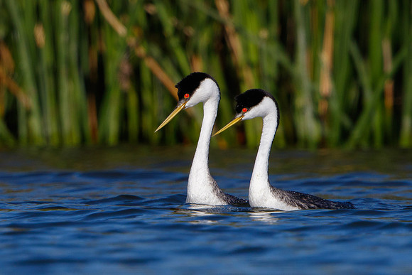 Western Grebes