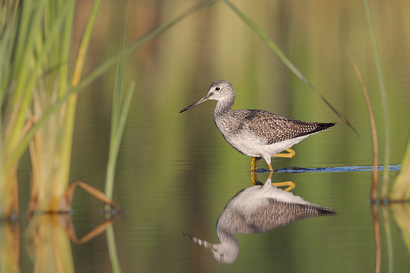 Greater Yellowlegs