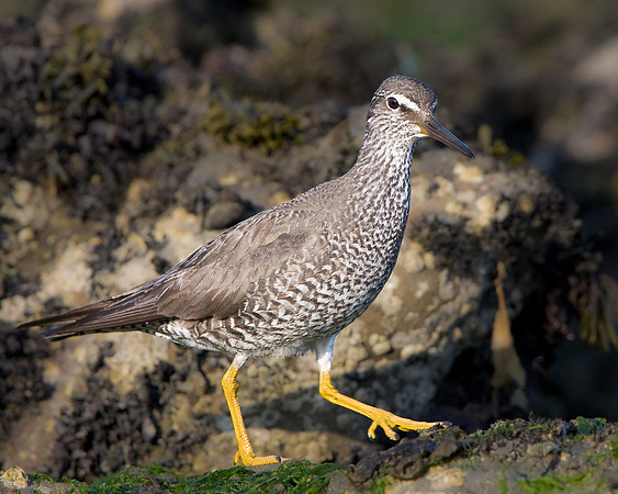 Wandering Tattler