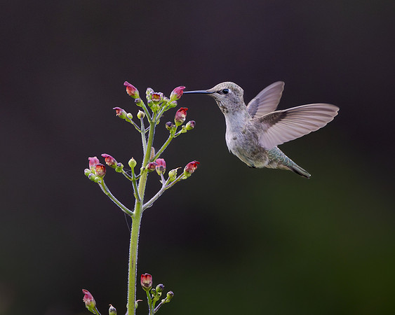Anna's Hummingbird