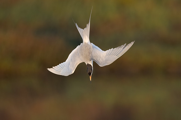 Forster's Tern