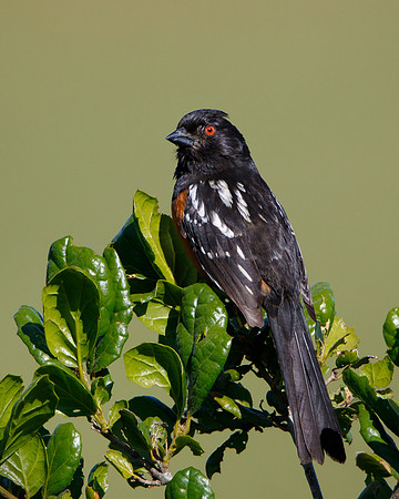 Spotted Towhee