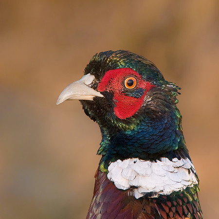 Ring-necked Pheasant