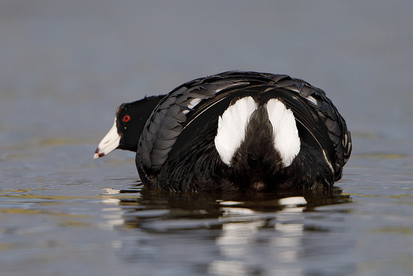 American Coot