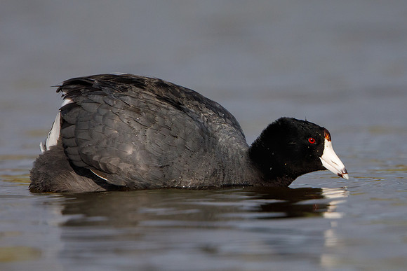 American Coot