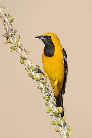 Hooded Oriole, female