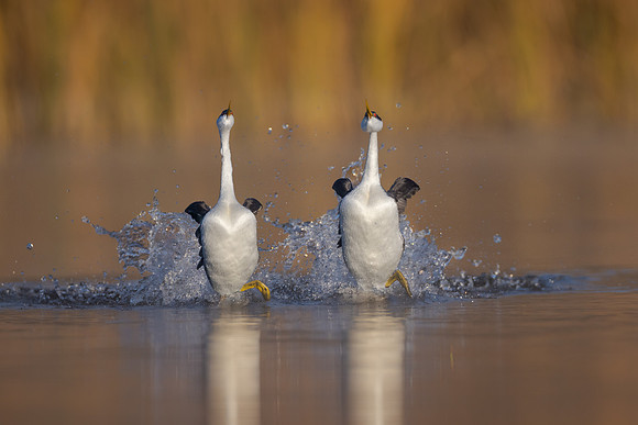 Western Grebe, courtship display