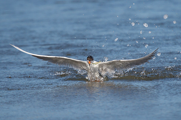 Forster's Tern, emerging from water with fish