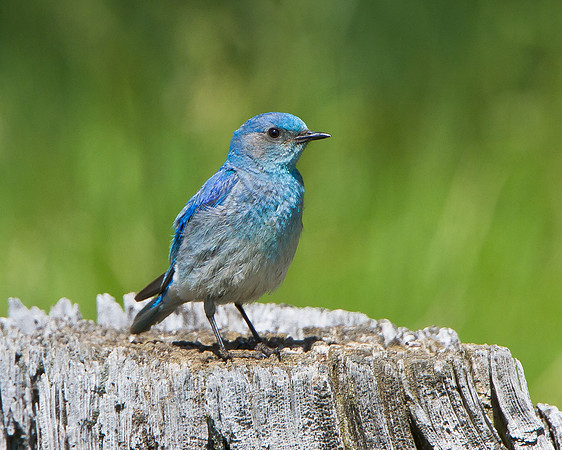 Mountain Bluebird