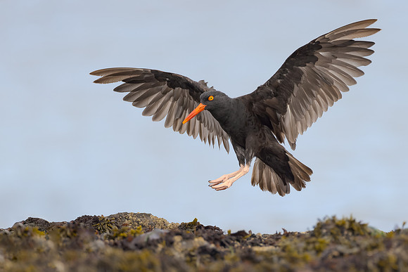 Black Oystercatcher
