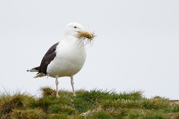 Great Black-backed Gull, with nest material