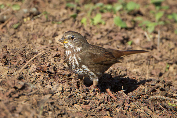 Fox Sparrow
