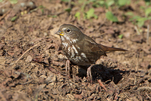 Fox Sparrow, "scratching" for food