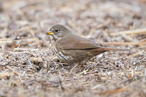 Fox Sparrow