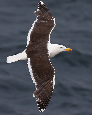 Great Black-backed Gull