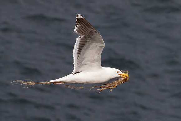 Great Black-backed Gull