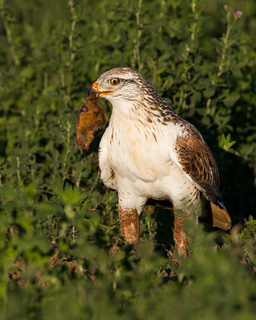 Ferriginous Hawk, on ground with prey
