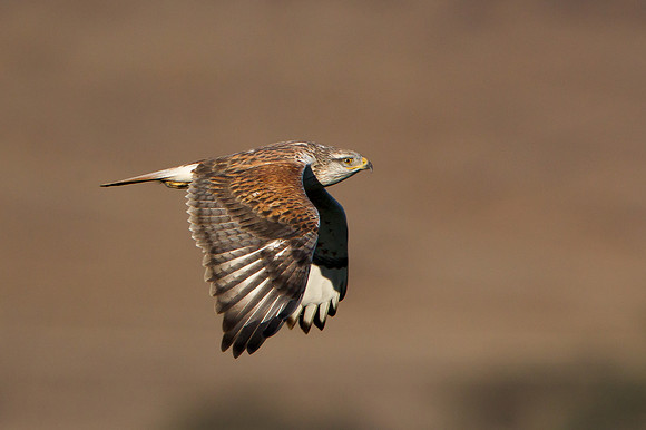 Ferruginous Hawk in flight. Golden hills in background.