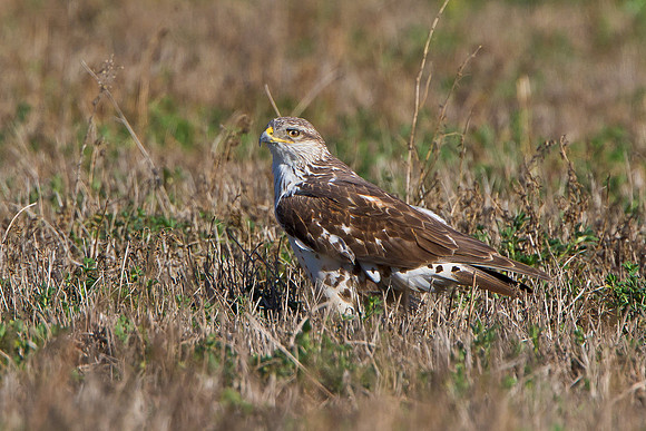 Ferruginous Hawk