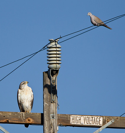 Ferruginous Hawk, in stare-down with Eurasian Collared Dove