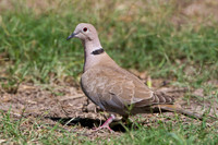 Euasian Collared-Dove