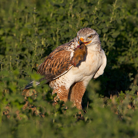 Ferruginous Hawk, with prey