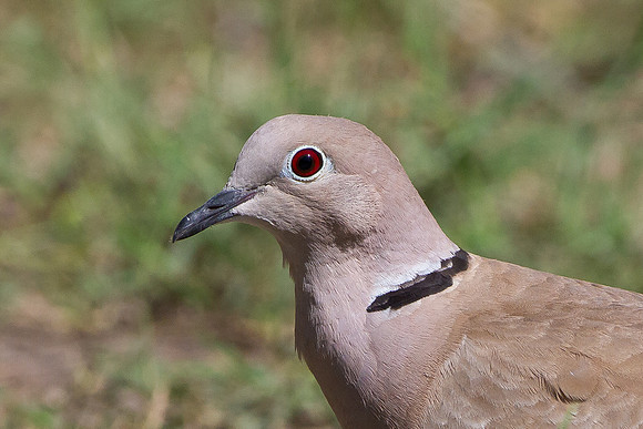 Euasian Collared-Dove