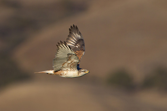 Ferruginous Hawk in flight. Golden hills in background.