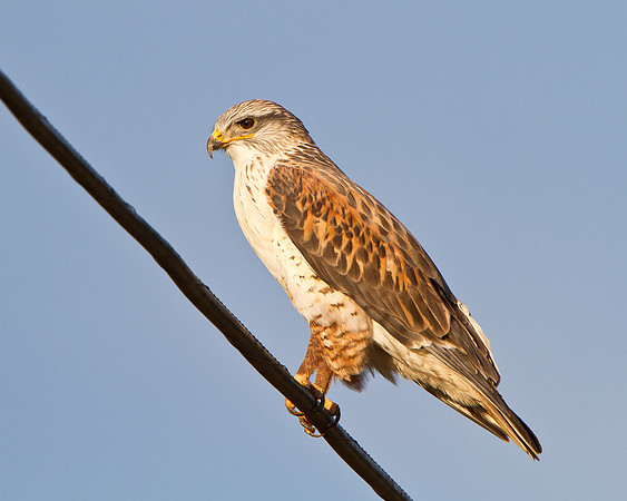 Ferruginous Hawk