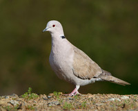 Eurasian Collared-Dove