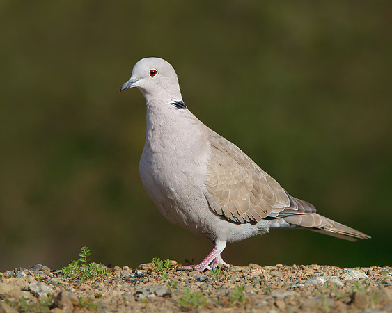 Eurasian Collared-Dove