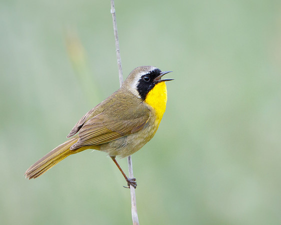 Common Yellowthroat