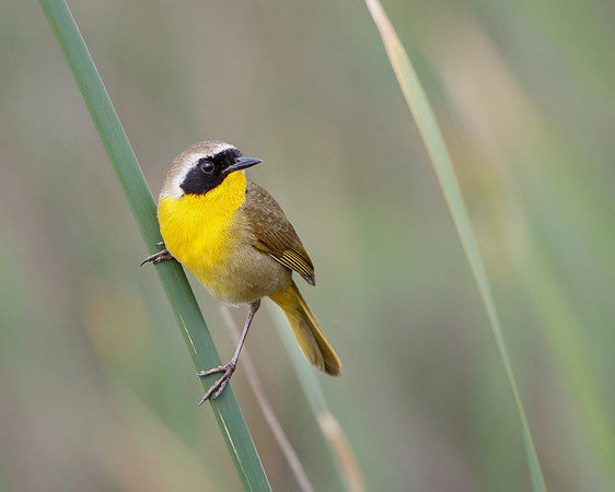 Common Yellowthroat