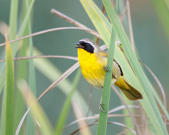 Common Yellowthroat