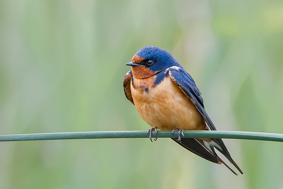 Barn Swallow